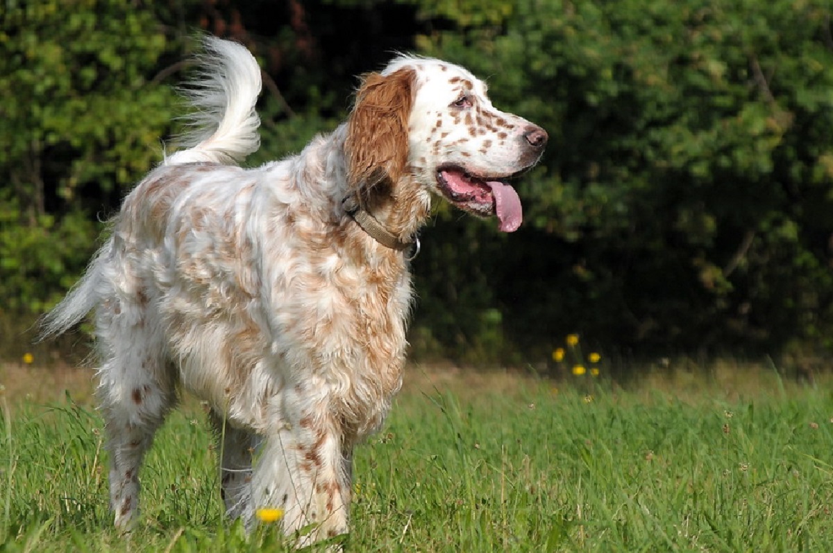 12 Types Of Pointer Dog Breeds