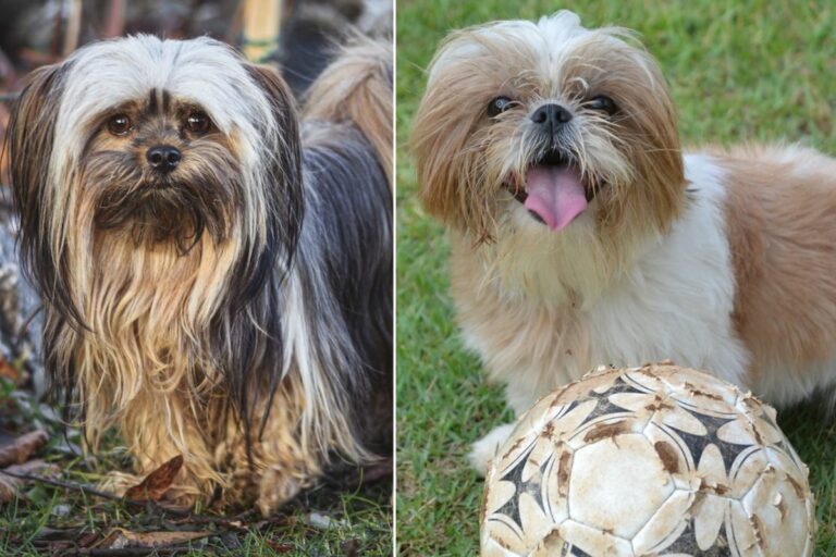 Difference Between Shih Tzu And Lhasa Apso Lhasa Apso Vs Shih Tzu - What's The Difference?
