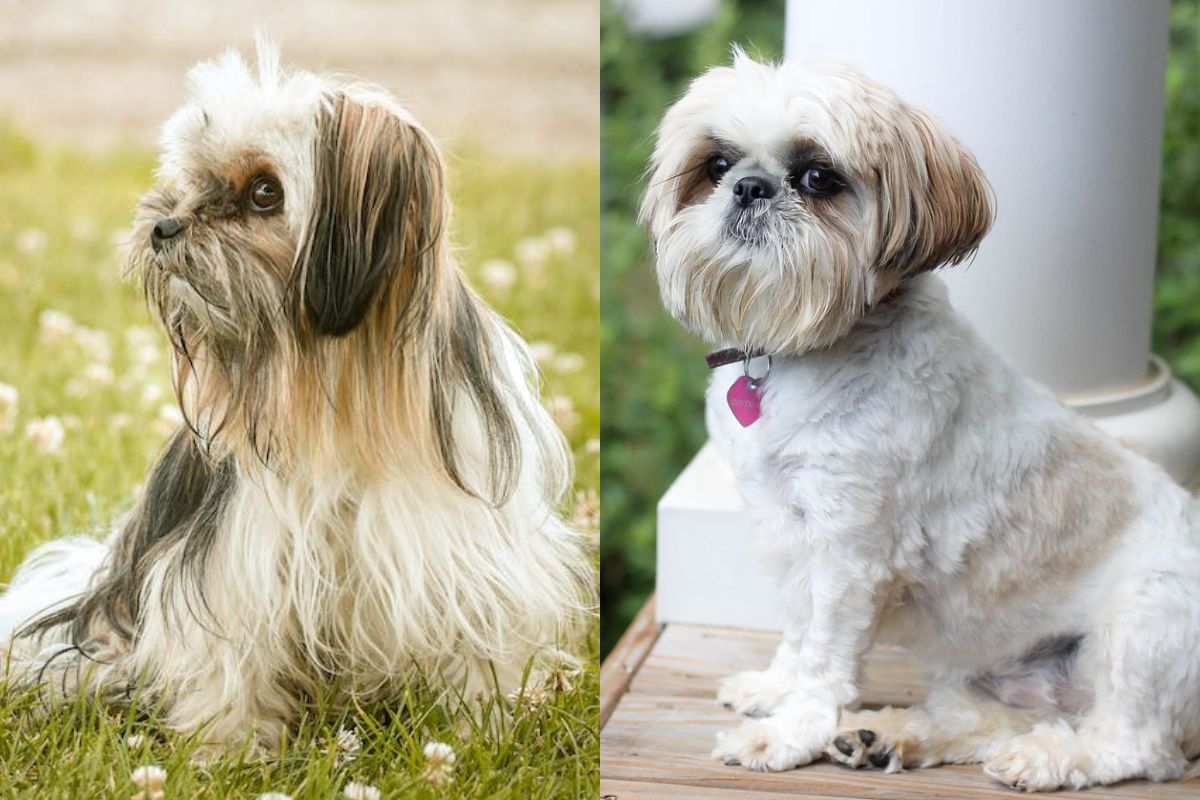 Difference Between Shih Tzu And Lhasa Apso Lhasa Apso Vs Shih Tzu - What's The Difference?