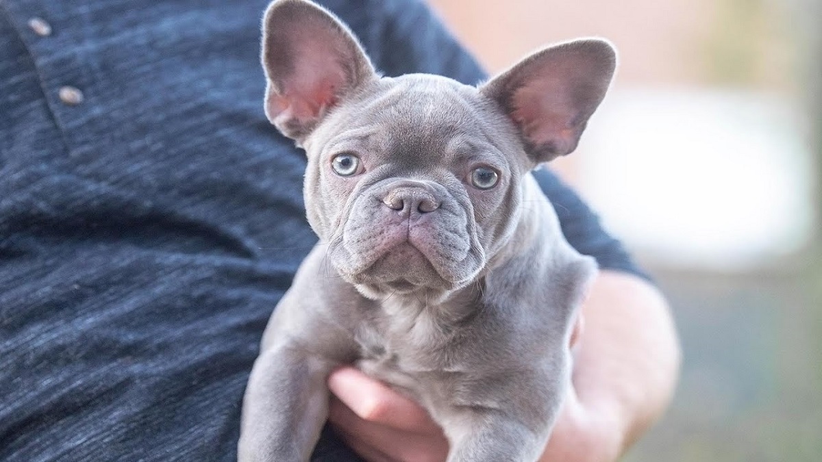 15 Different Types Of French Bulldogs A Colorful Guide