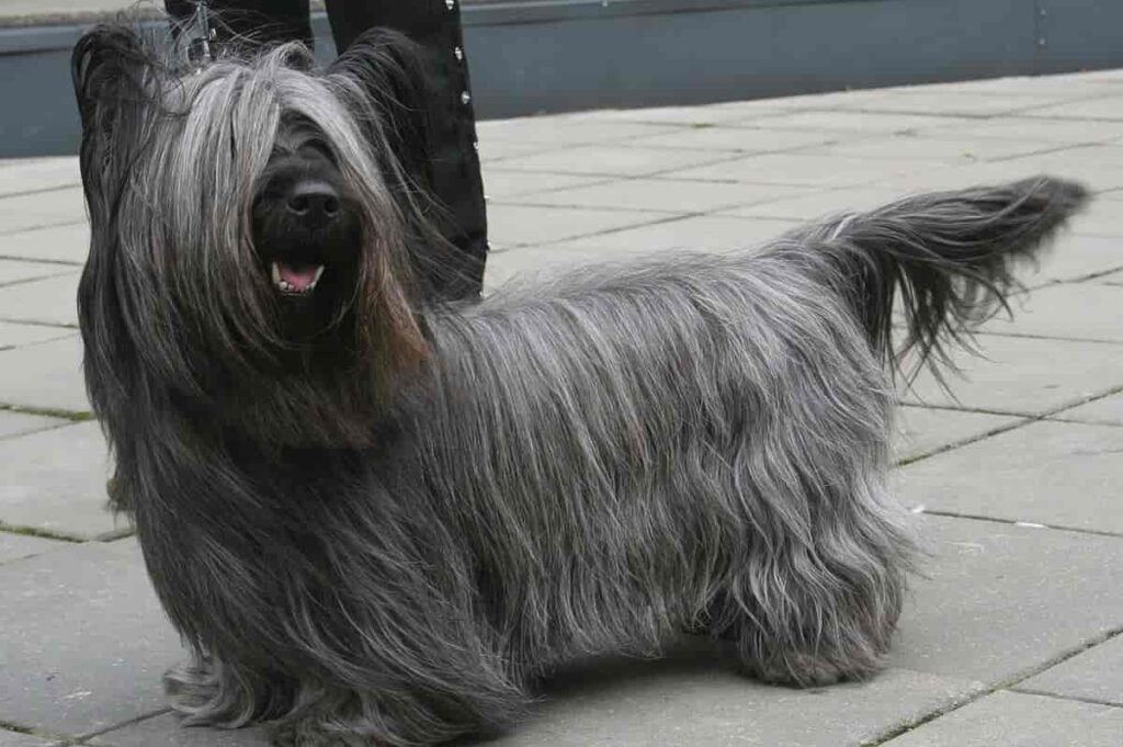 terrier dog breeds
