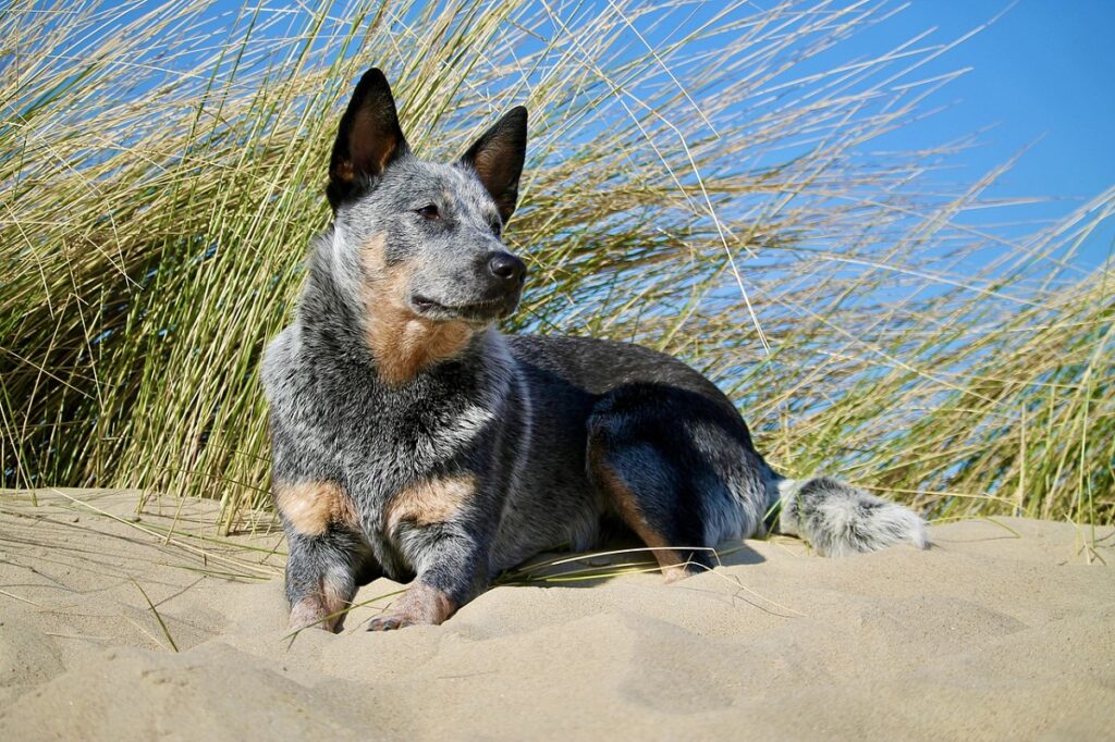 15 Tricolor Dog Breeds With Photos 
