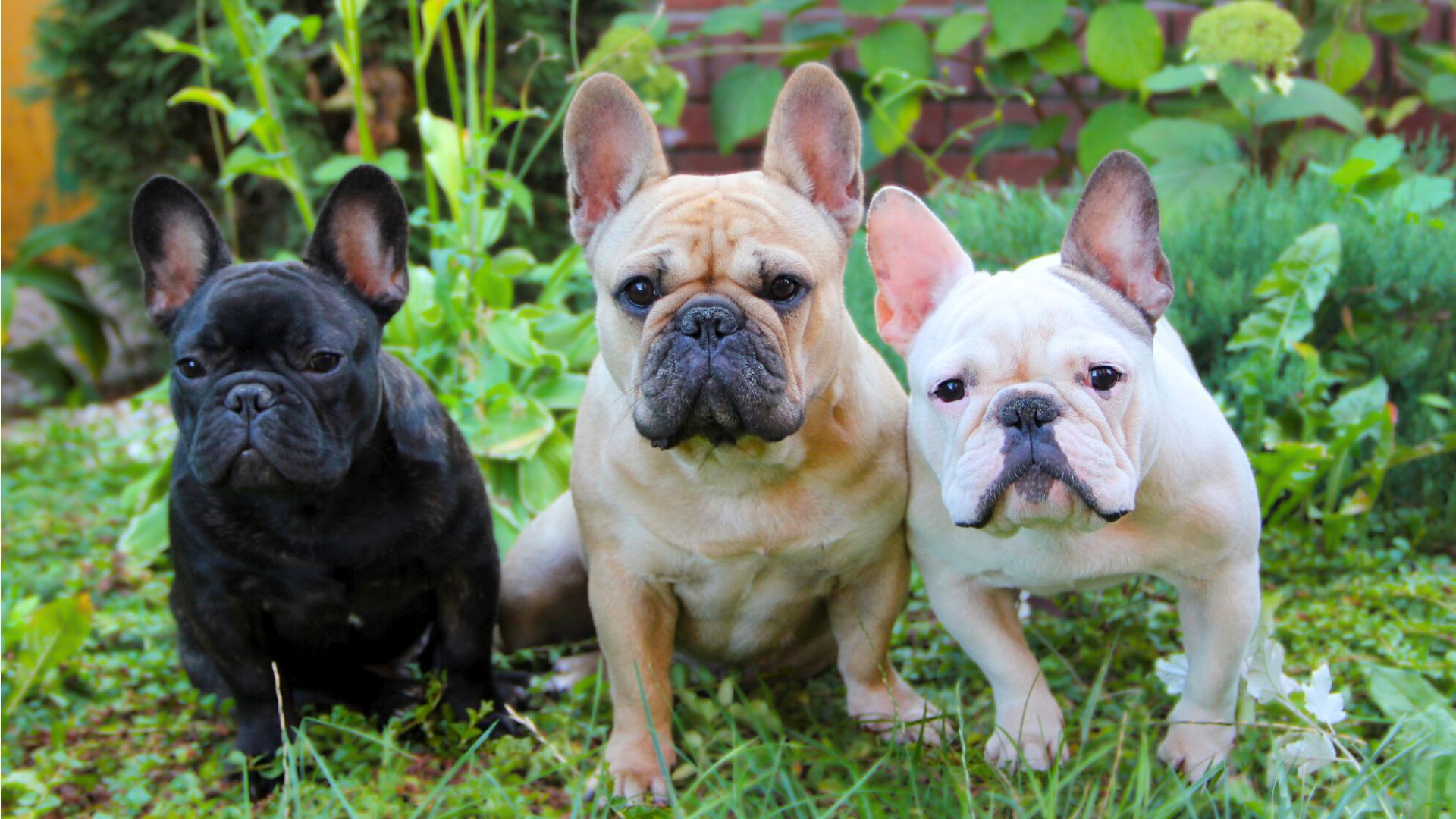 Different sales french bulldogs