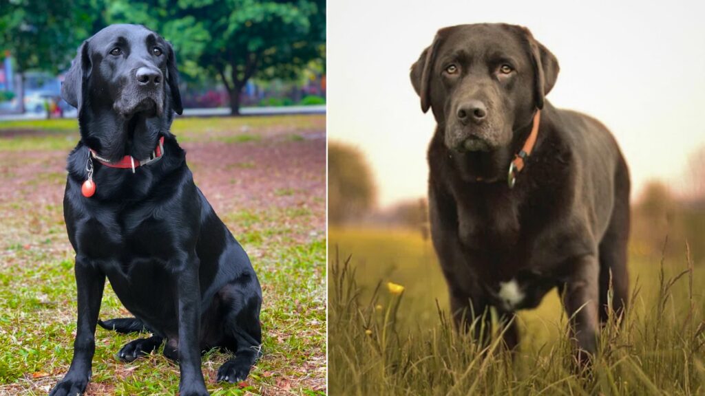 2 Different Types Of Labrador Which Is Right For You?