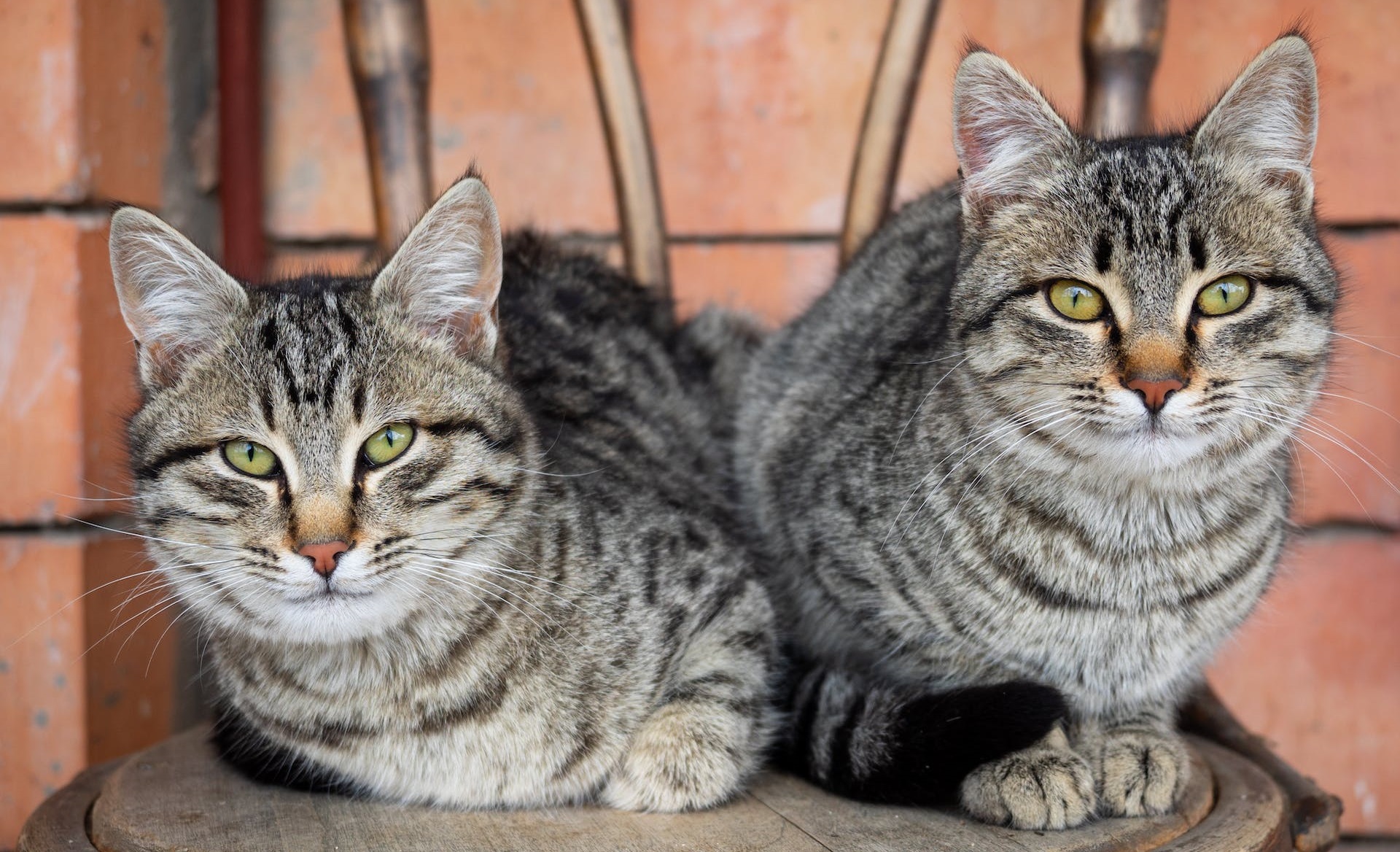 11 Most Adorable Flat Faced Cat Breeds WAF