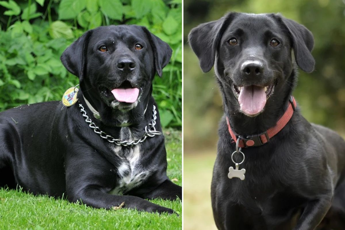 2 Different Types Of Labrador Which Is Right For You?