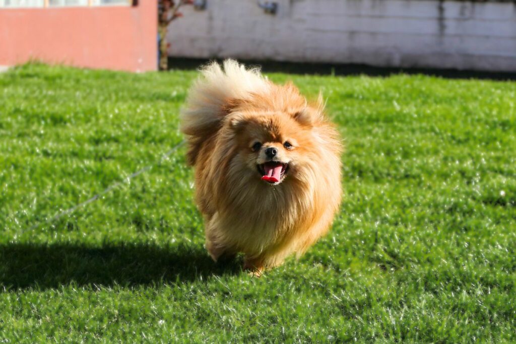 Top 14 Loudest Dog Breeds In The World