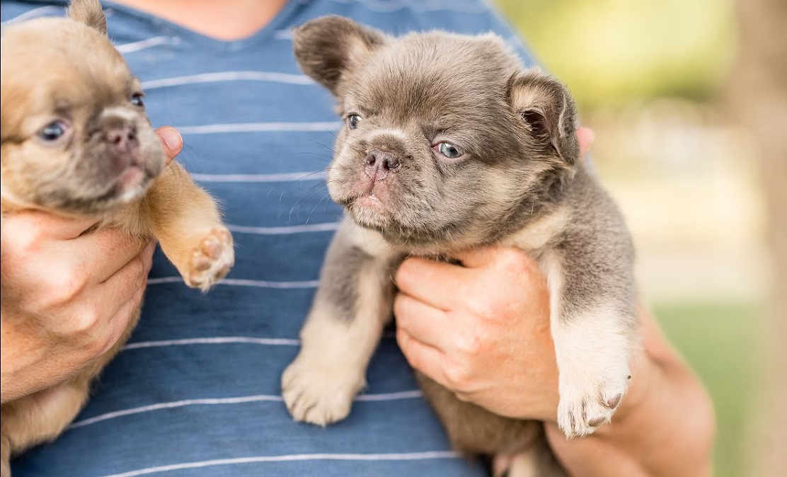 15 Different Types Of French Bulldogs A Colorful Guide