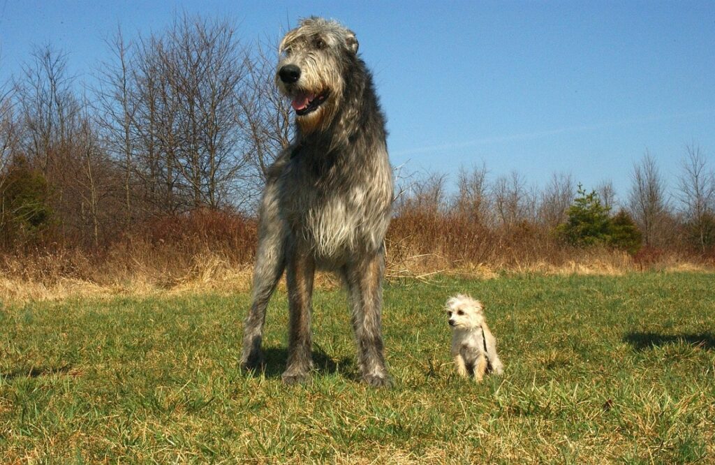 what dogs can live outside
