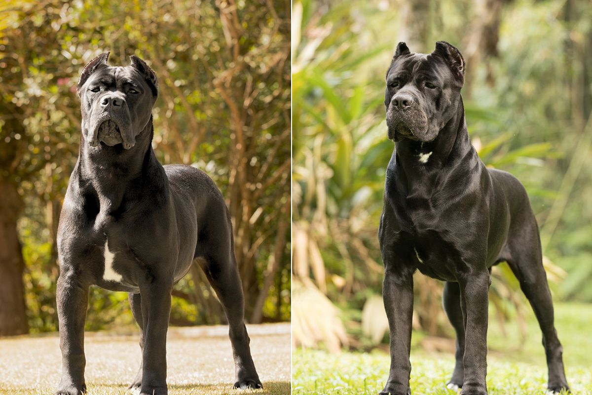 Cane Corso Bite Force Measuring Up To Lion's Roar