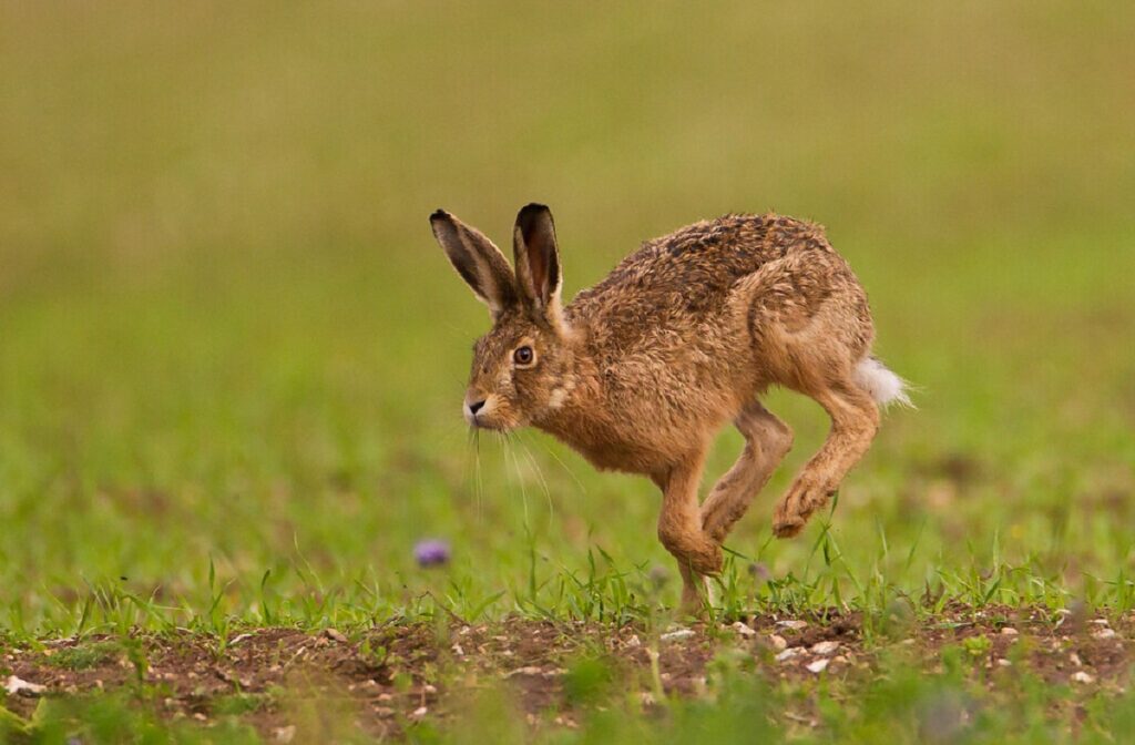 what is the fastest animal on earth