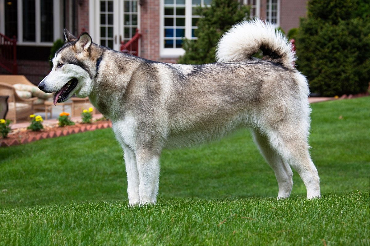 16 Most Muscular Dog Breeds With Power & Majesty