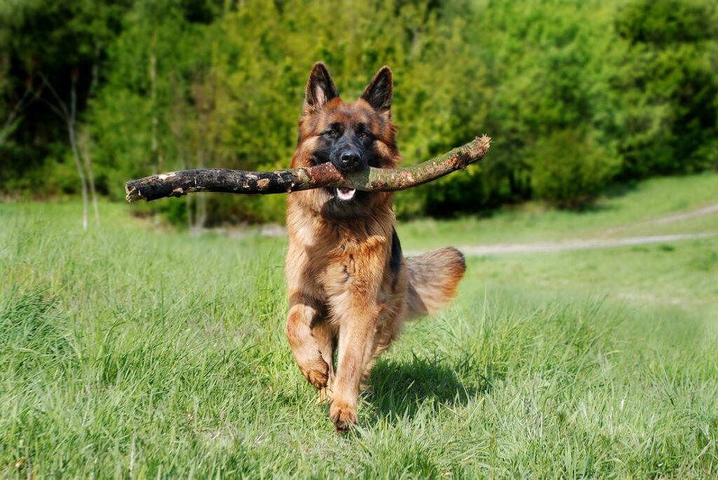 what is the most popular dog breed in the uk
