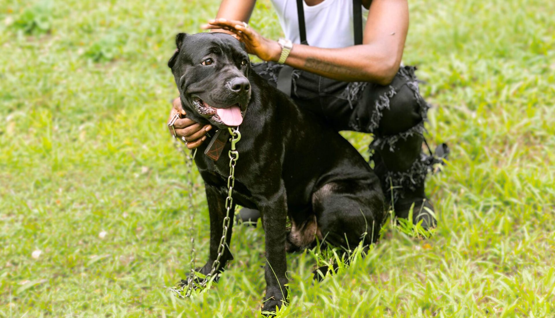 Cane Corsos And Their Athletic Abilities