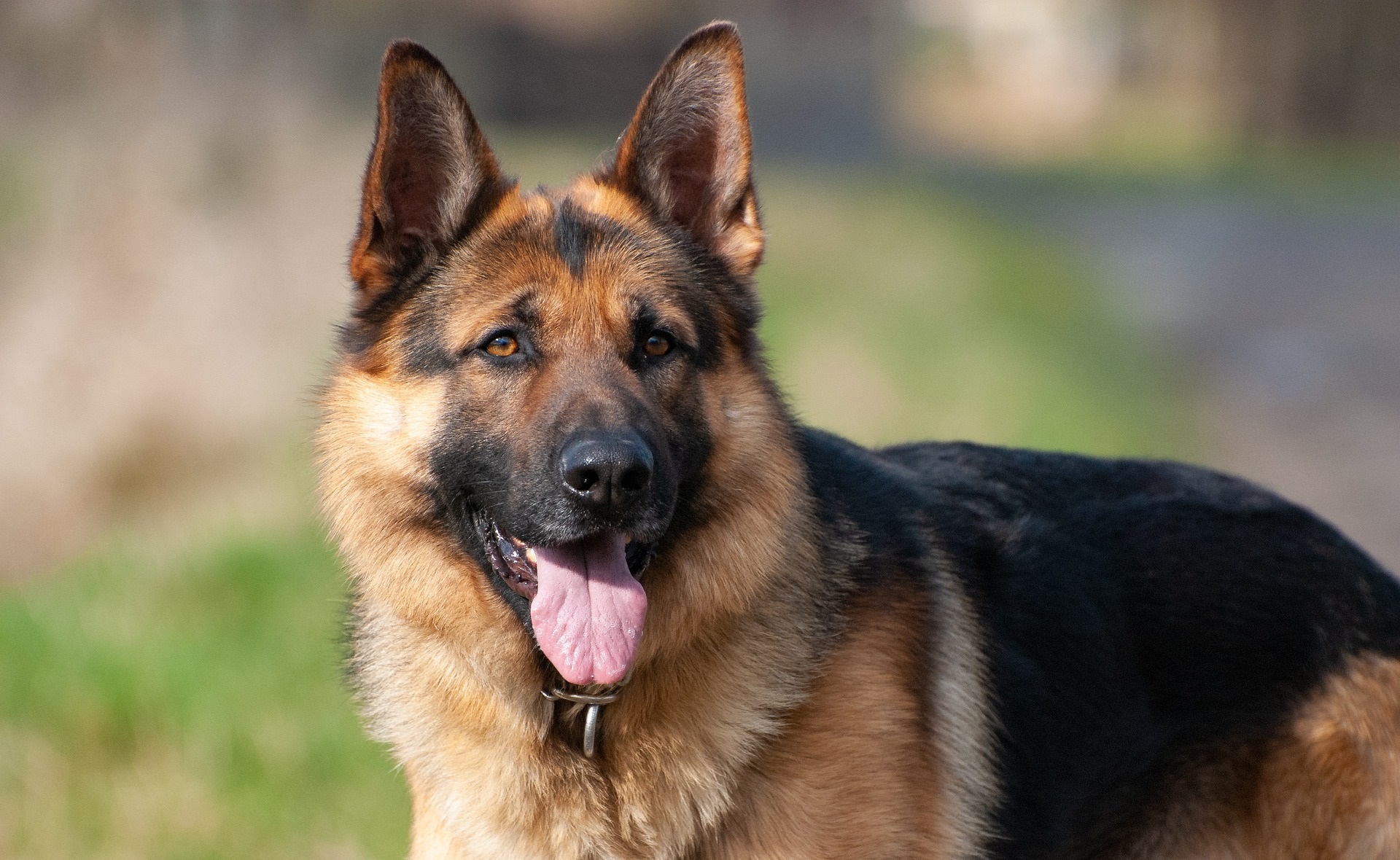 Are German Shepherds Good Family Dogs Are German Shepherds Good Family Dogs