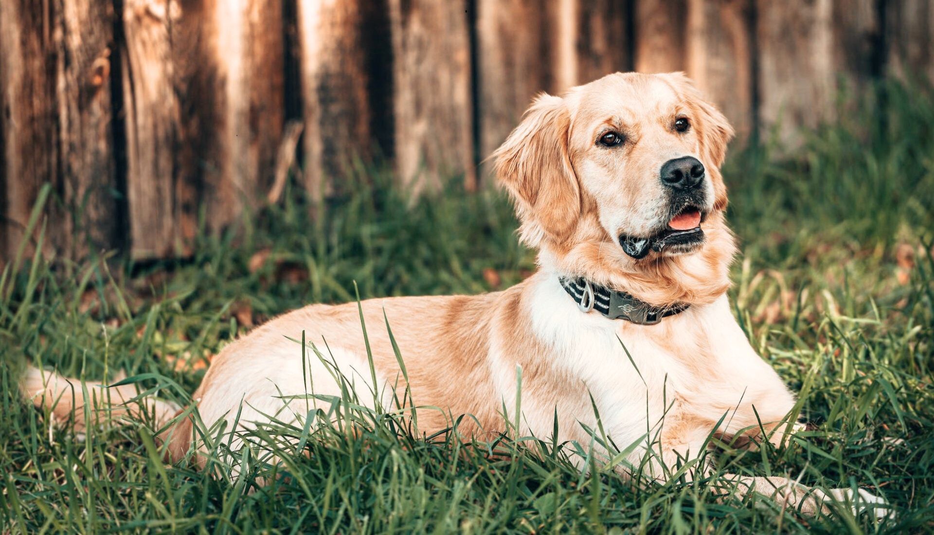 Are Golden Retrievers Good Guard Dogs? What To Expect?