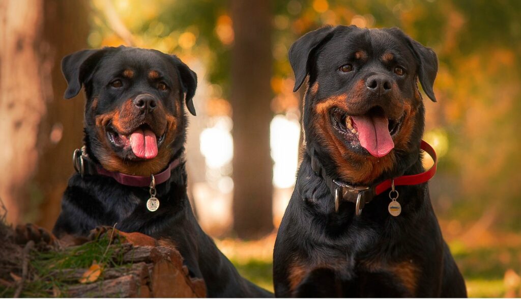 Rottweilers