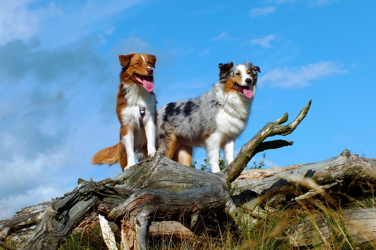 9 Best Farm Dog Breeds For Herding And Protection - Ethawi.com