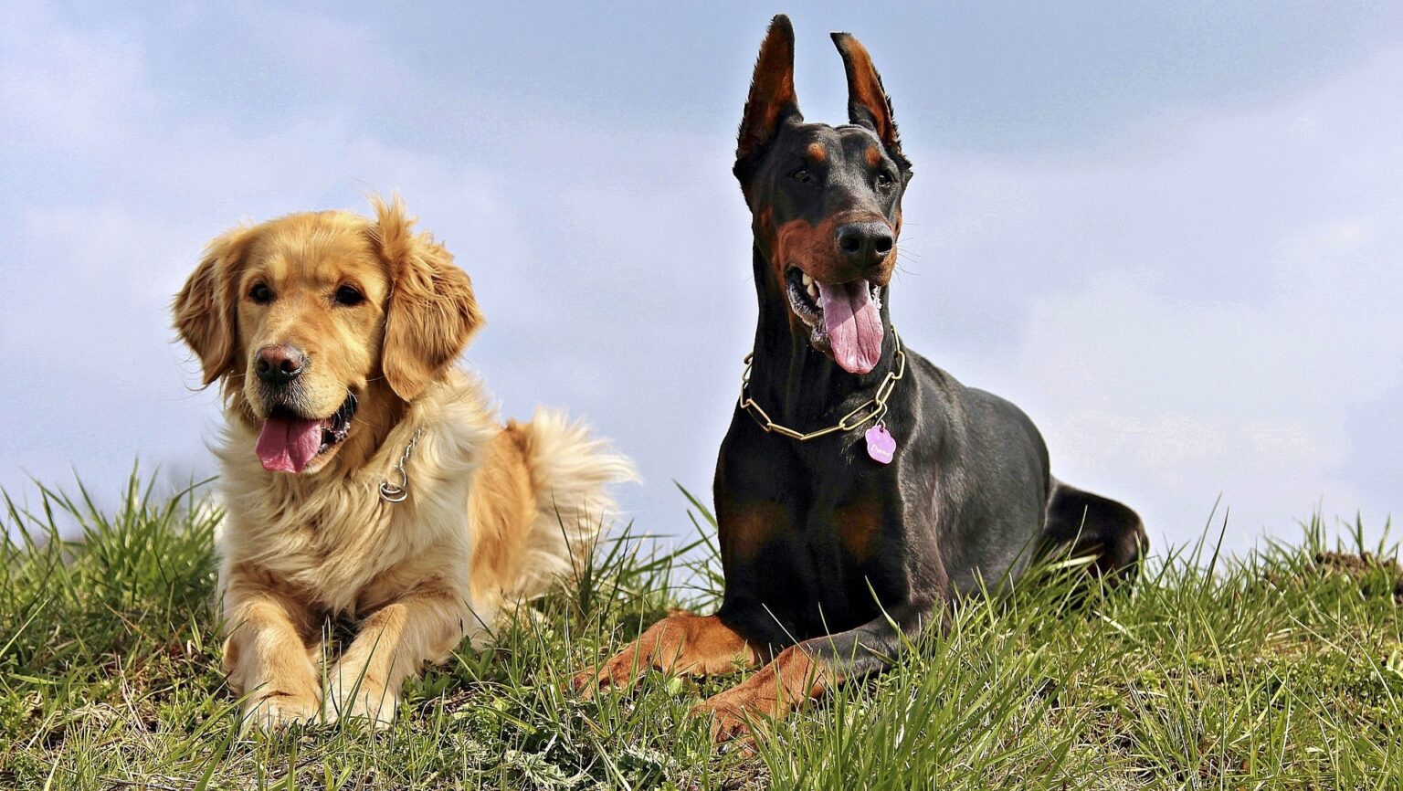 7 Best Guard Dogs For Women Living Alone