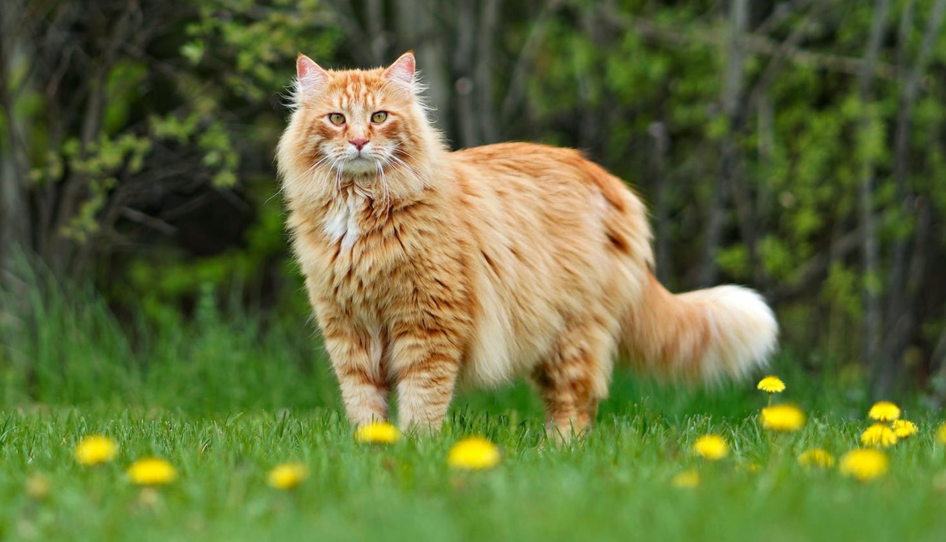 10 Large Cat Breeds All About Big Cat Breeds Goidge