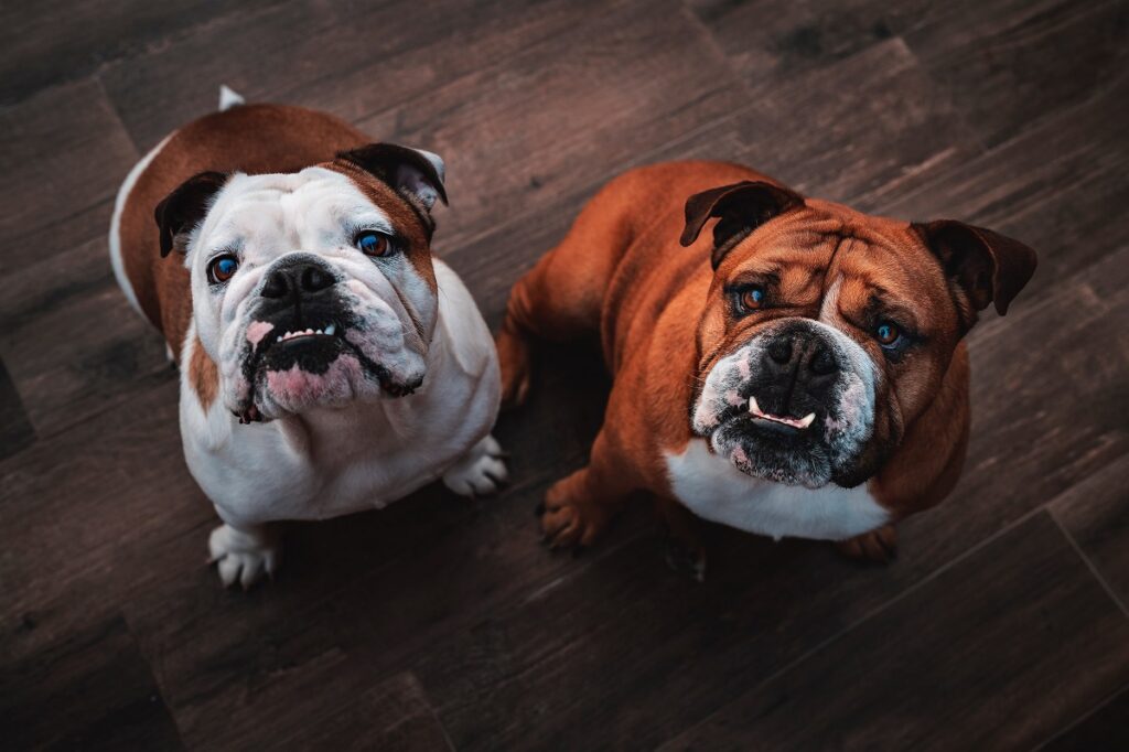 indoor dog breeds
