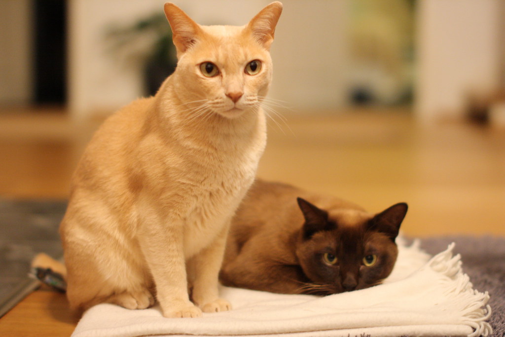 brown shorthair cat
