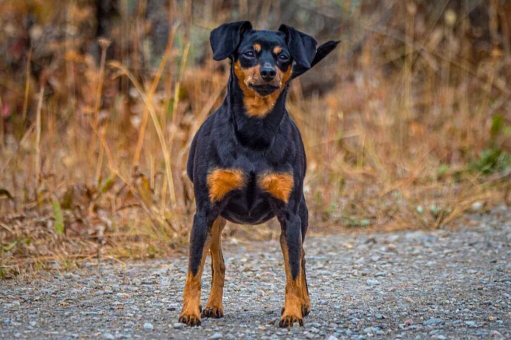 top ten smartest dogs
