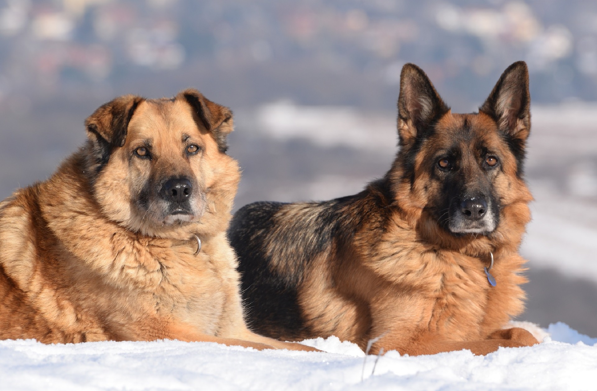 Different Species Of German Shepherd
