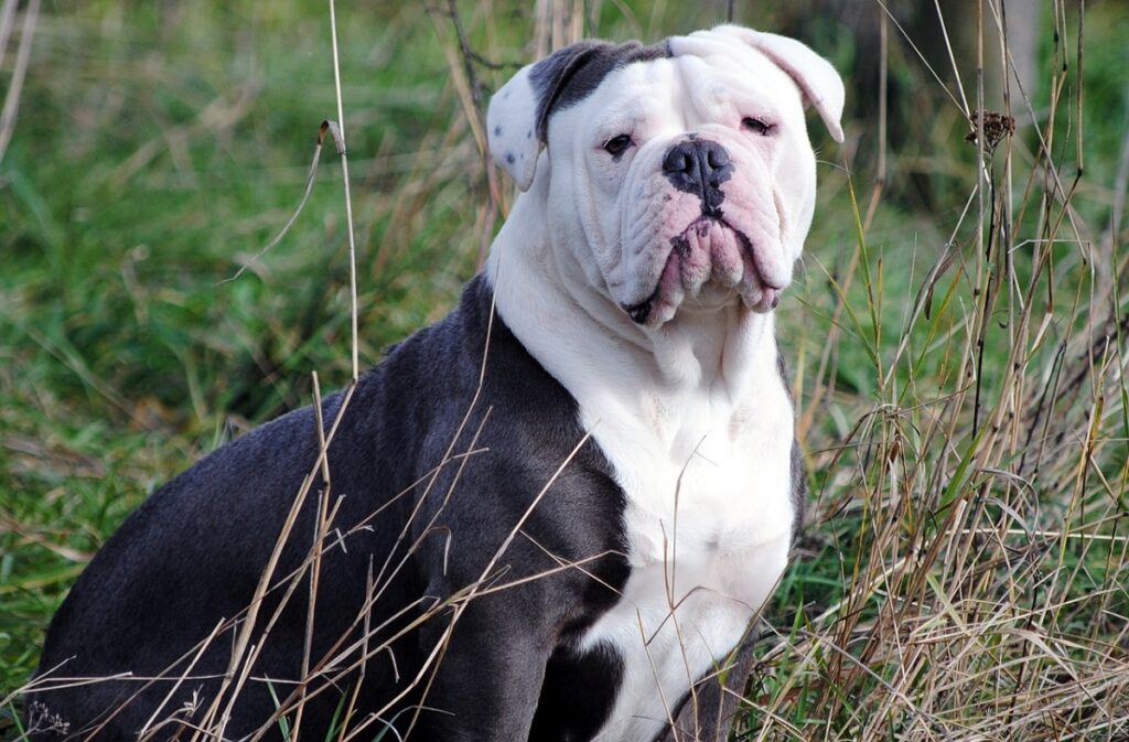 9 Dog Breeds That Look Like Pit Bulls