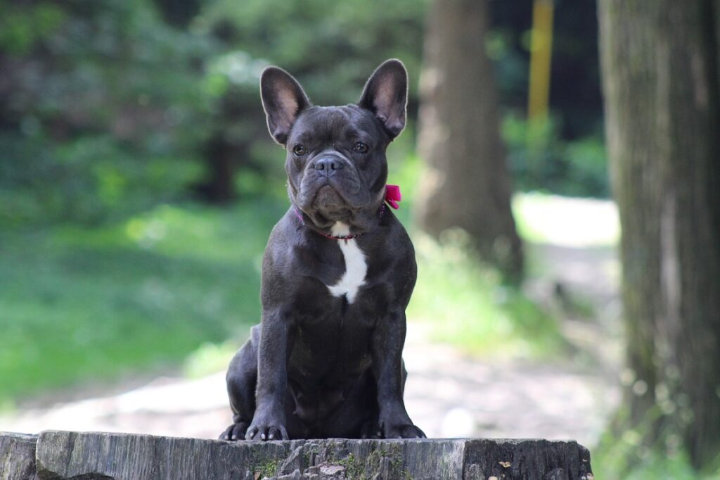 best dog breeds for therapy dogs