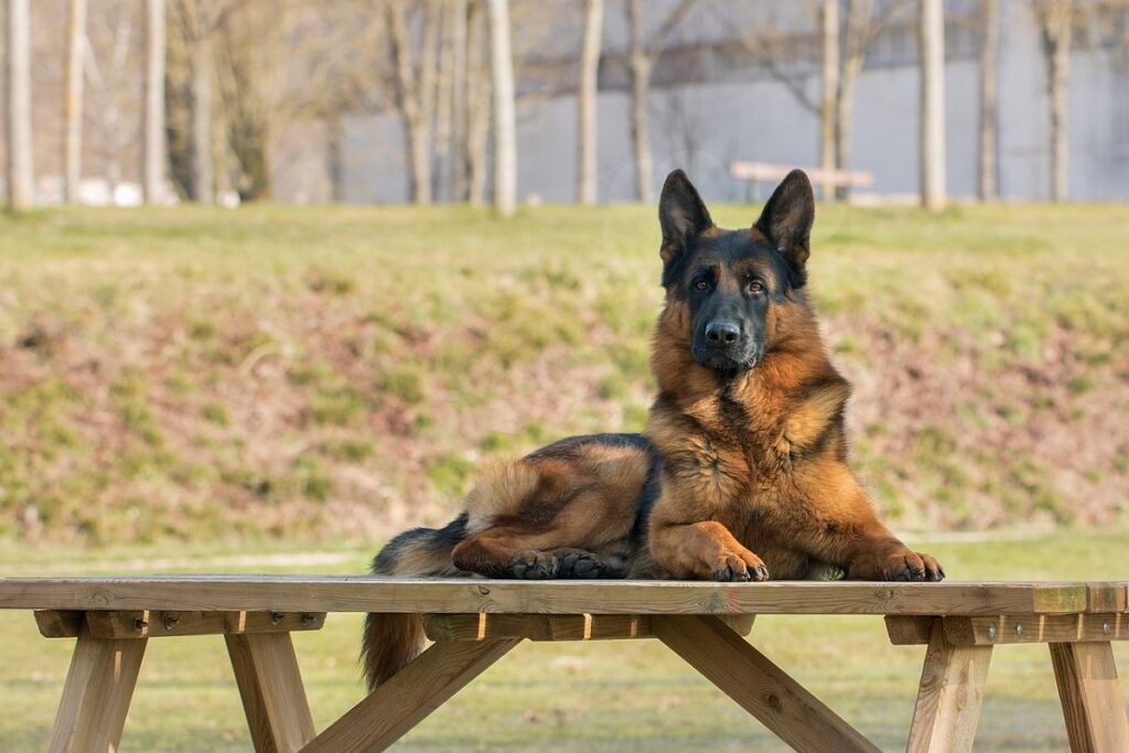 5 Best Watch Dog Breeds That Can Safeguard Your Home