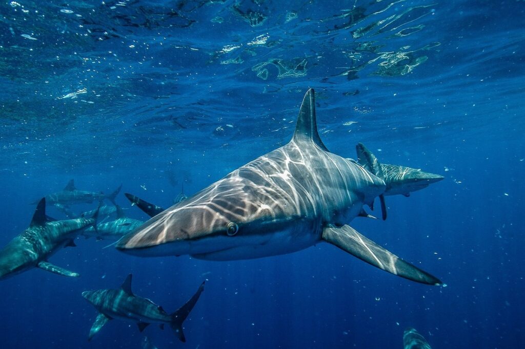 how many deaths per year from sharks