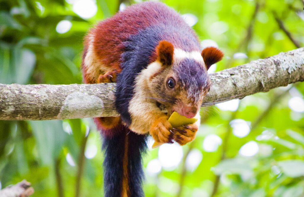 Indian giant squirrel