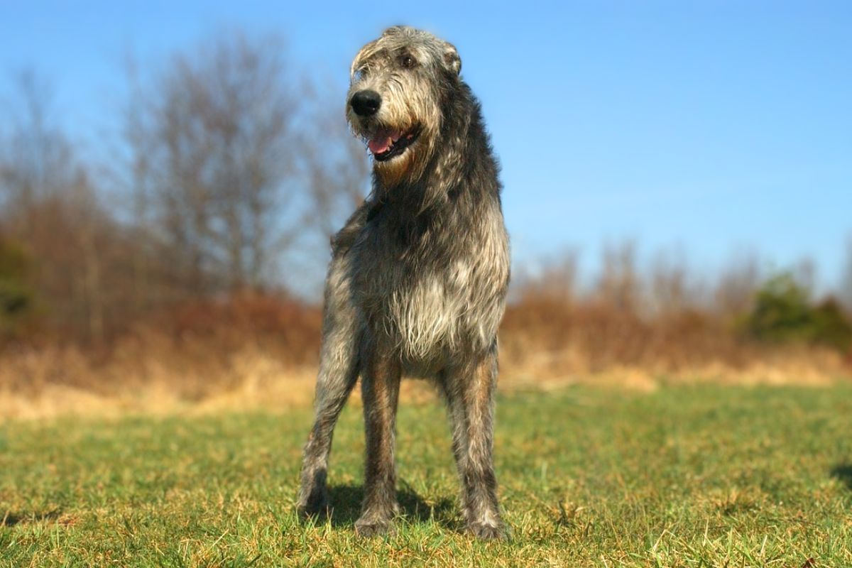 10 Dog Breeds With Shortest Life Span