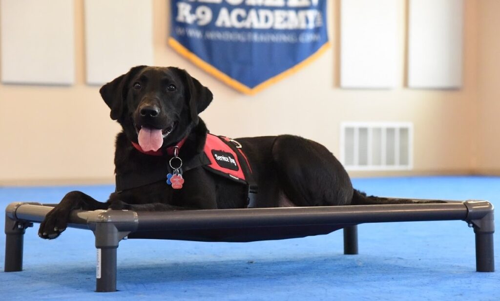 best support dog