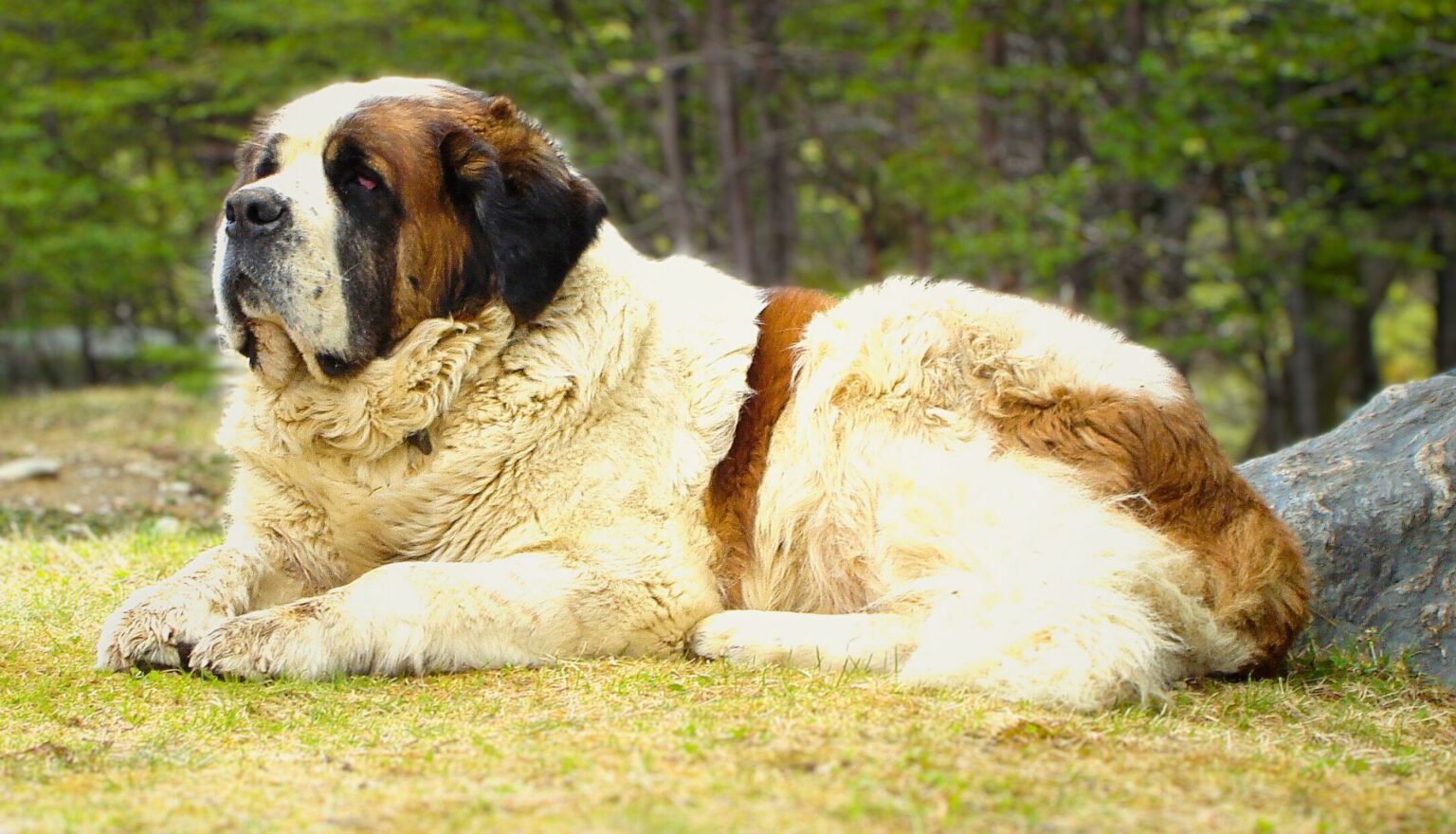 10 Largest Dog Breeds In The World