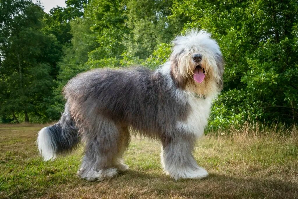 best dog for chickens
