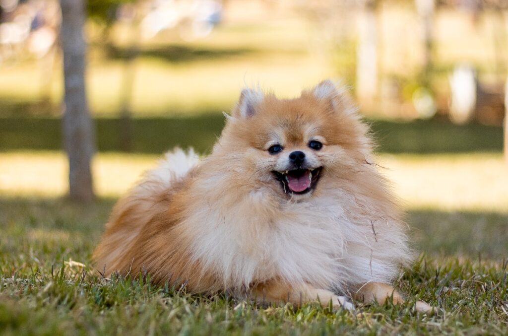 types of therapy dogs