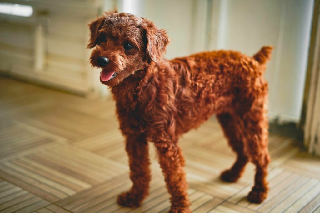 top 10 smartest dog breeds
