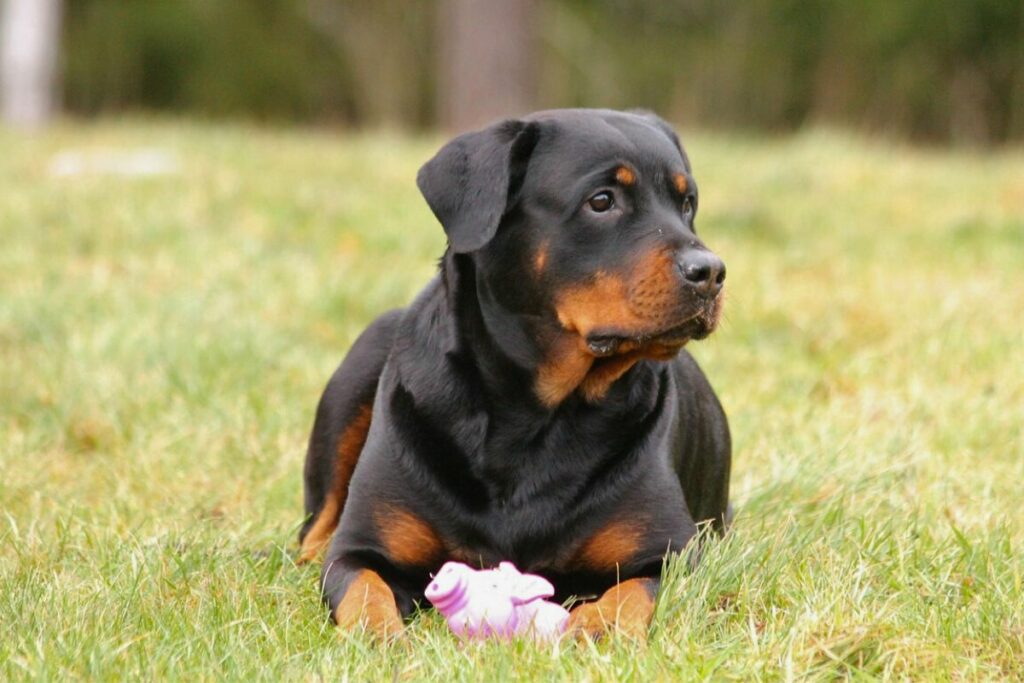 10 smartest dog breeds
