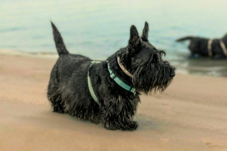 15 Healthiest Small Dog Breeds For Your Family