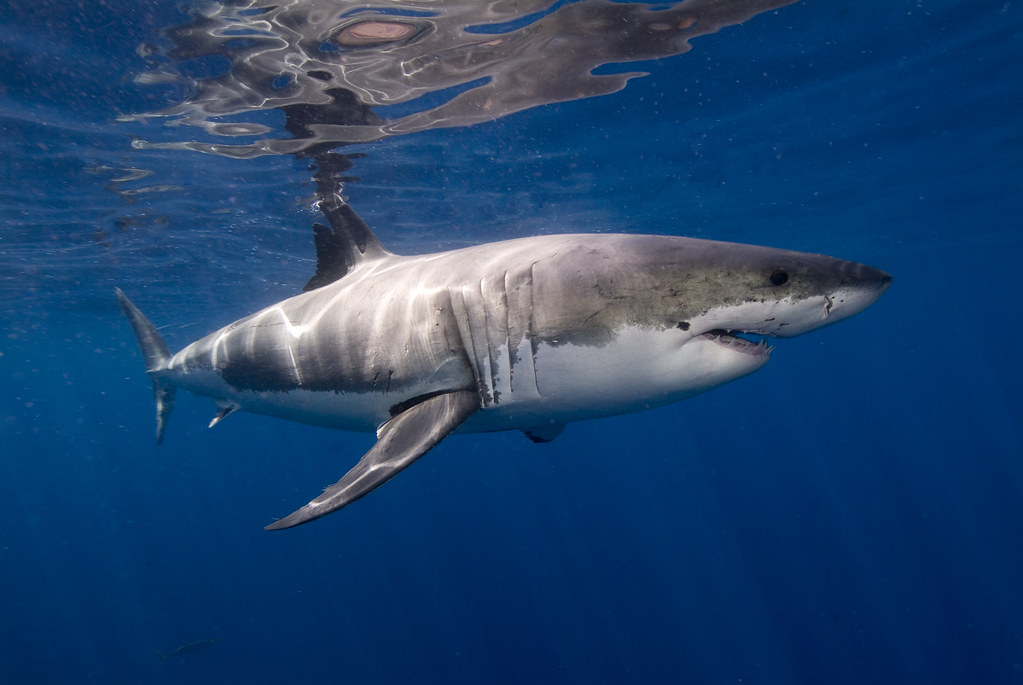what kills a shark