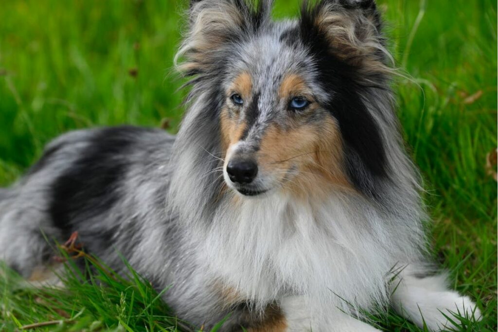 10 smartest dogs
