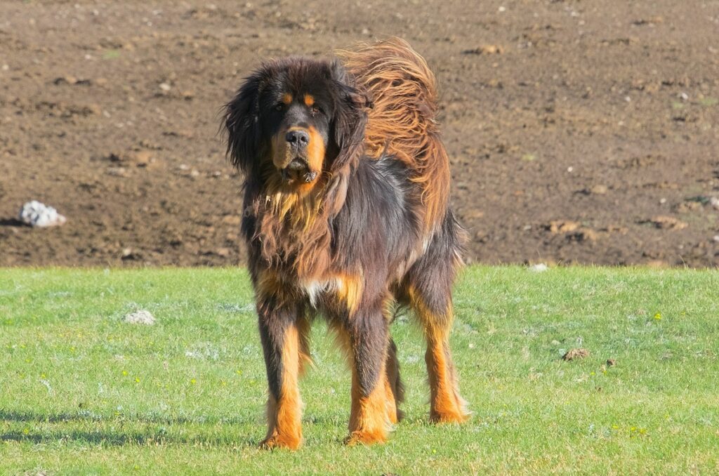 livestock guardian dogs breeds

