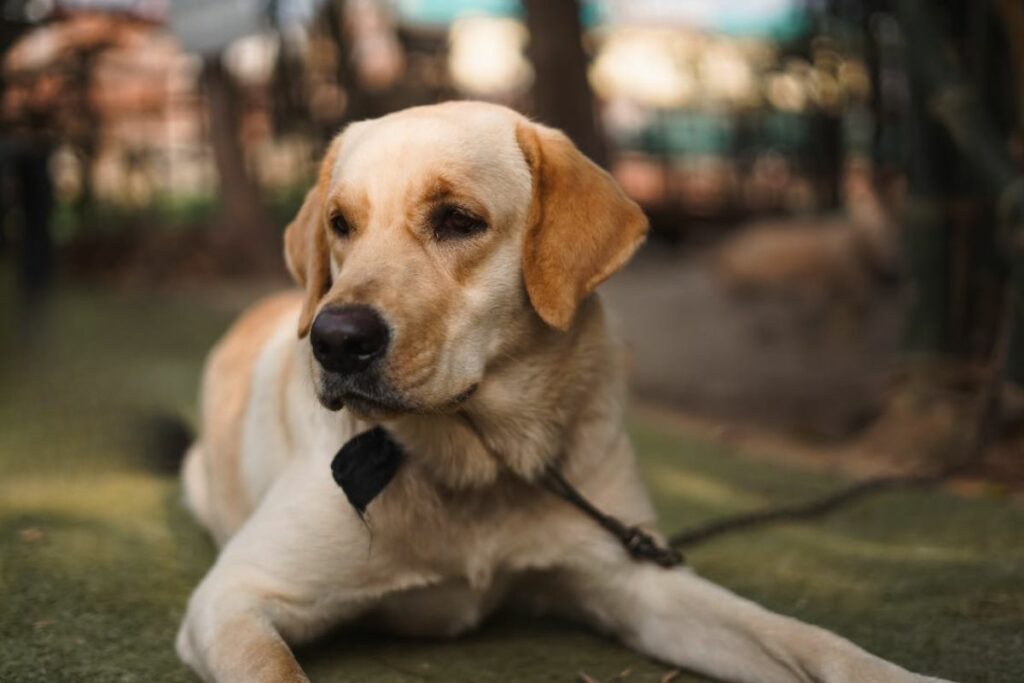 anti social dog breeds
