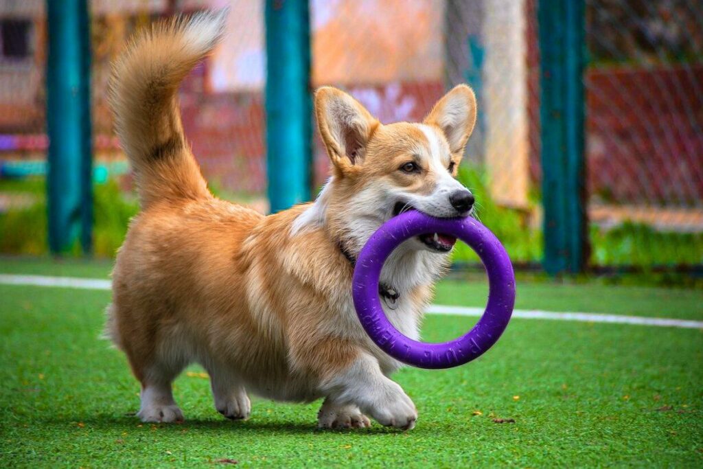 Are Good Family Dogs? Everything You Need To Know