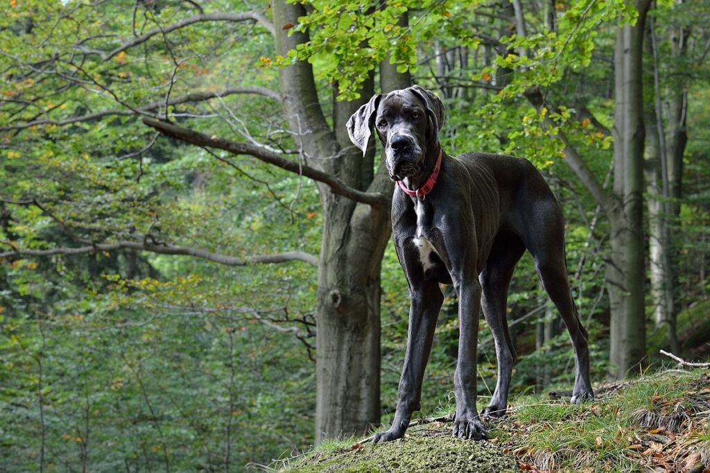 are great danes good with cats
