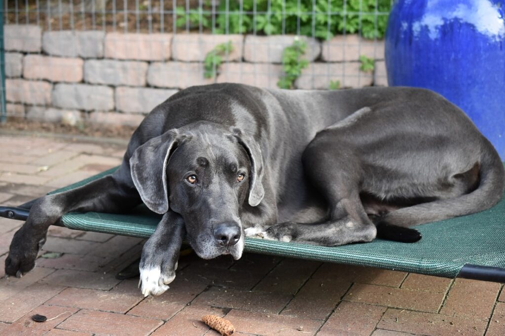 are great danes guard dogs