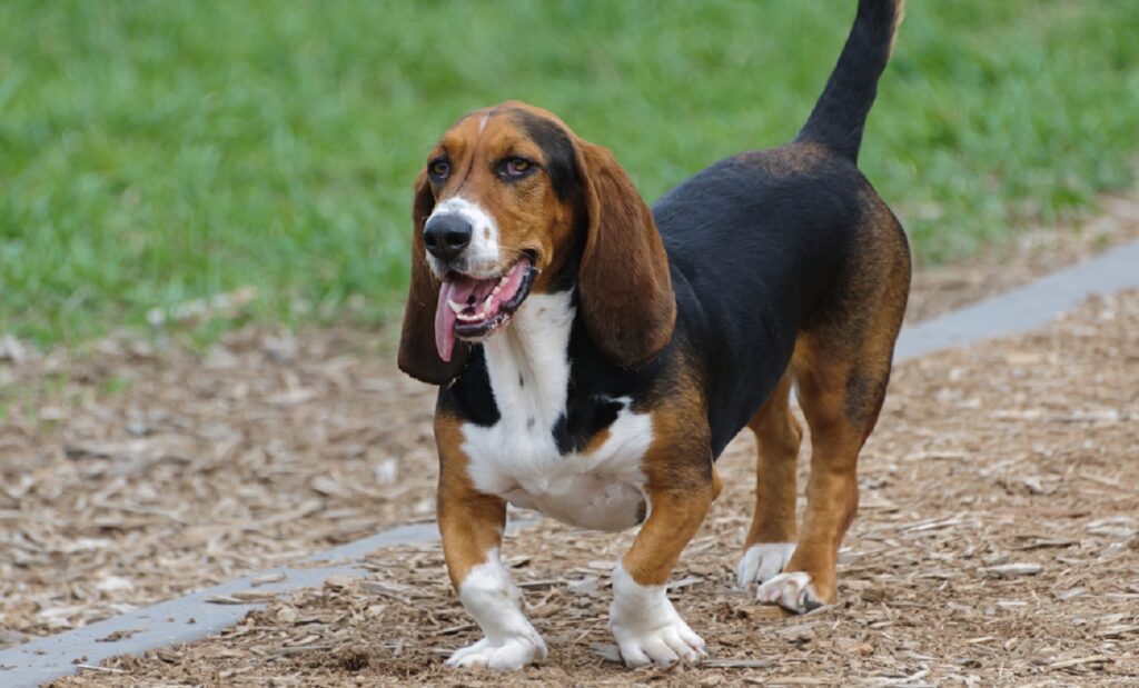 10 Worst Guard Dog Breeds That Are Too Friendly