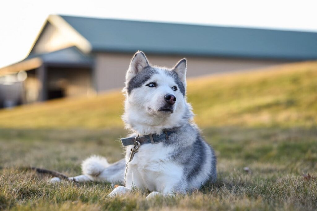 are husky good dogs
